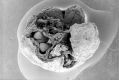 image of Paleoclusia chevalieri