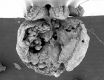 image of Paleoclusia chevalieri