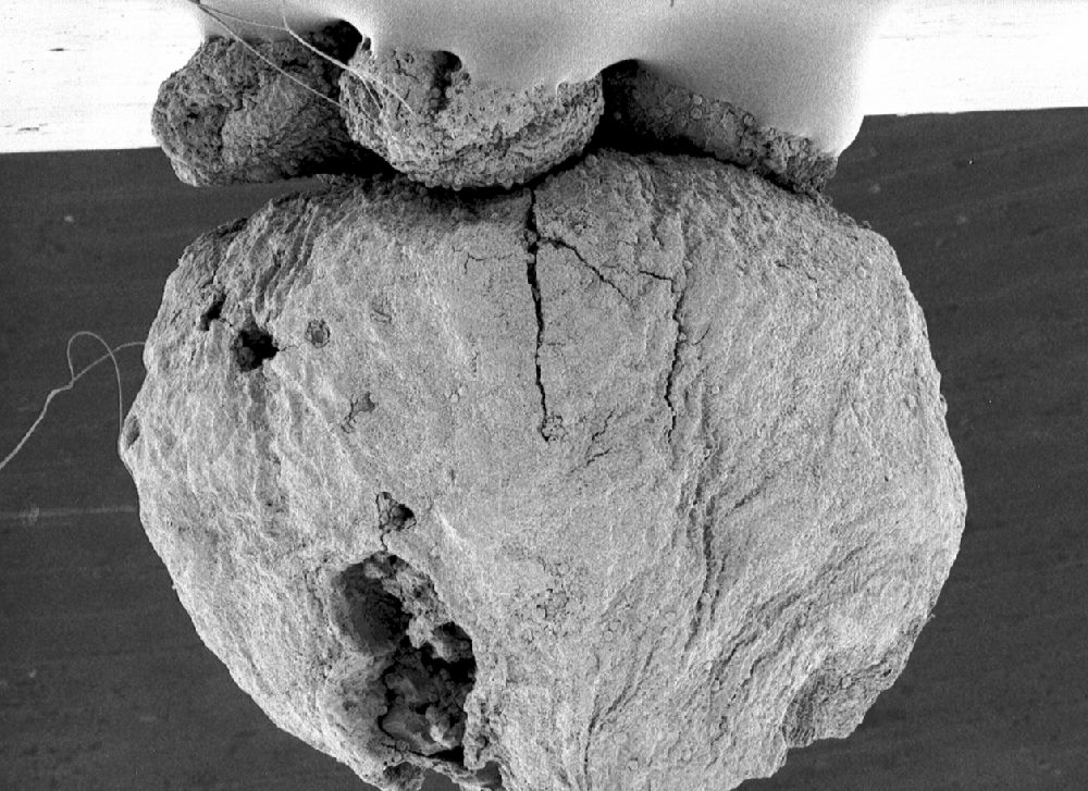 Clusiaceae Paleoclusia chevalieri