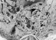 image of Paleoclusia chevalieri