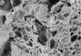 image of Paleoclusia chevalieri