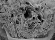image of Paleoclusia chevalieri