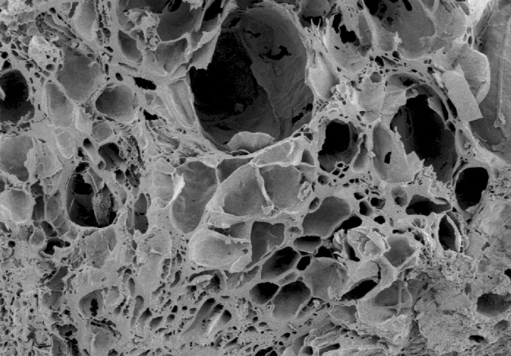 Clusiaceae Paleoclusia chevalieri