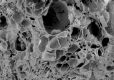 image of Paleoclusia chevalieri