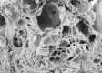 image of Paleoclusia chevalieri