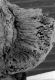 image of Paleoclusia chevalieri