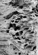 image of Paleoclusia chevalieri