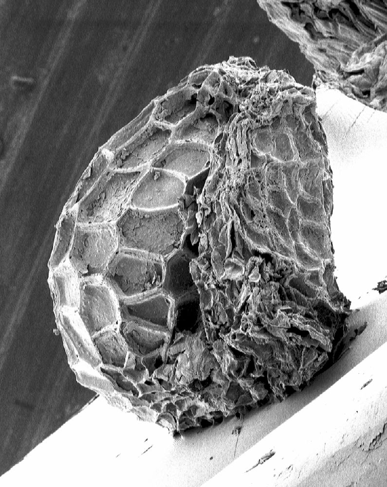 Clusiaceae Paleoclusia chevalieri