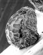 image of Paleoclusia chevalieri