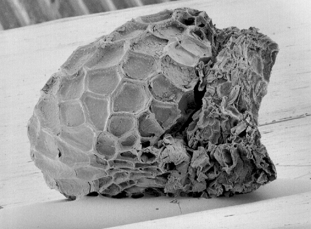 Clusiaceae Paleoclusia chevalieri