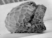 image of Paleoclusia chevalieri