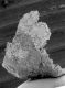 image of Paleoclusia chevalieri