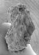 image of Paleoclusia chevalieri