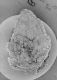 image of Paleoclusia chevalieri