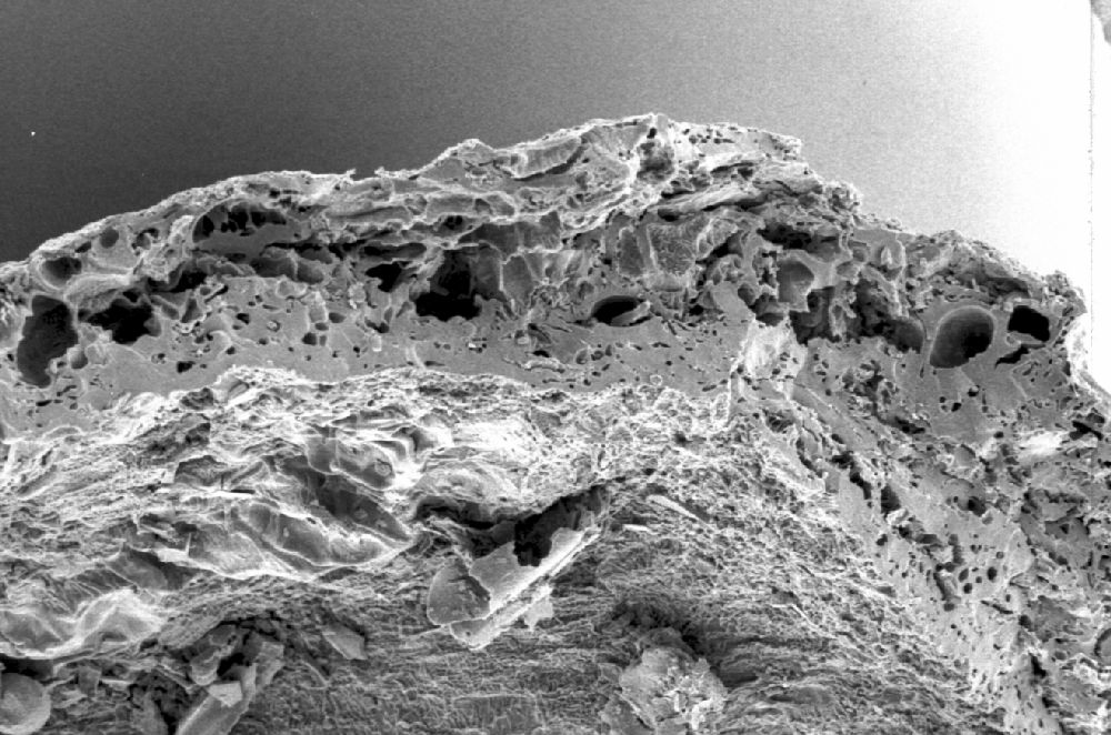 Clusiaceae Paleoclusia chevalieri