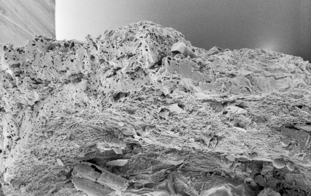 Clusiaceae Paleoclusia chevalieri