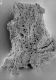 image of Paleoclusia chevalieri