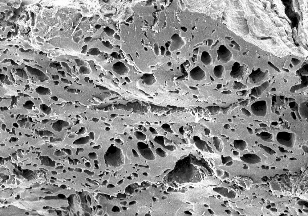 Clusiaceae Paleoclusia chevalieri