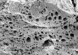 image of Paleoclusia chevalieri