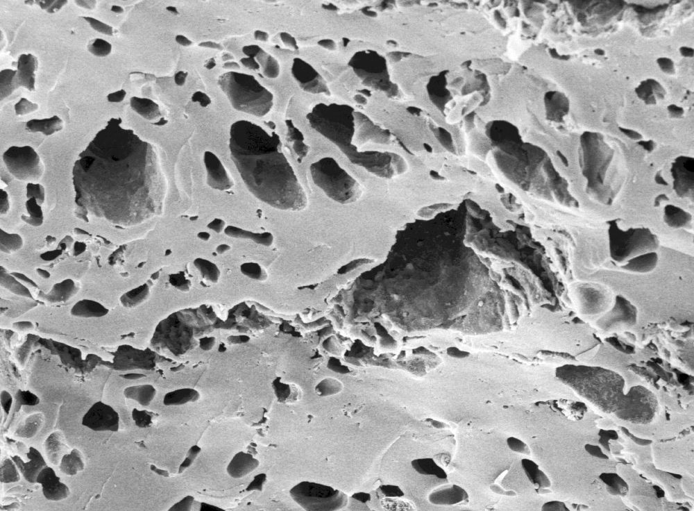 Clusiaceae Paleoclusia chevalieri