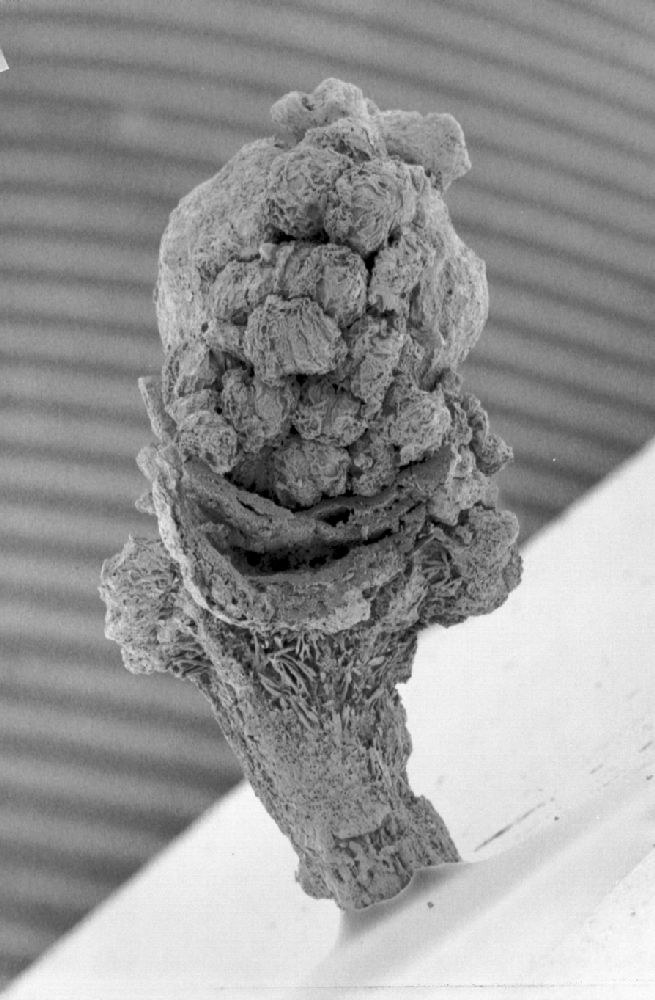 Clusiaceae Paleoclusia chevalieri