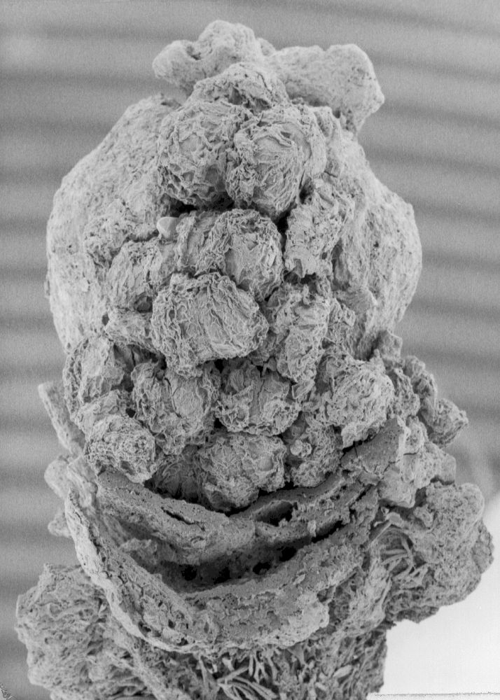 Clusiaceae Paleoclusia chevalieri