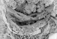 image of Paleoclusia chevalieri