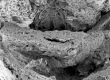 image of Paleoclusia chevalieri