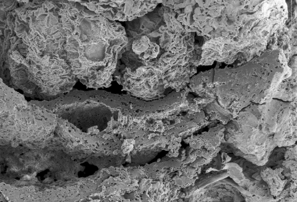 Clusiaceae Paleoclusia chevalieri