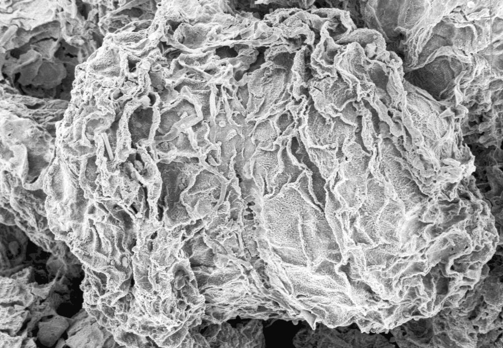 Clusiaceae Paleoclusia chevalieri