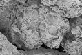 image of Paleoclusia chevalieri