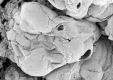 image of Paleoclusia chevalieri