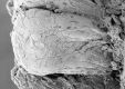 image of Paleoclusia chevalieri