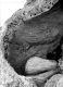 image of Paleoclusia chevalieri