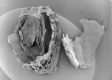 image of Paleoclusia chevalieri