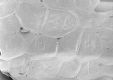 image of Paleoclusia chevalieri