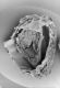 image of Paleoclusia chevalieri