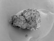 image of Paleoclusia chevalieri
