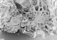 image of Paleoclusia chevalieri