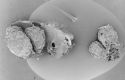 image of Paleoclusia chevalieri
