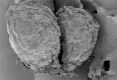 image of Paleoclusia chevalieri