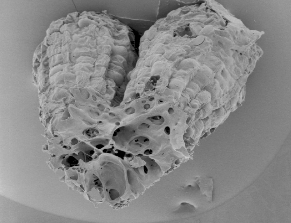 Clusiaceae Paleoclusia chevalieri