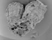 image of Paleoclusia chevalieri
