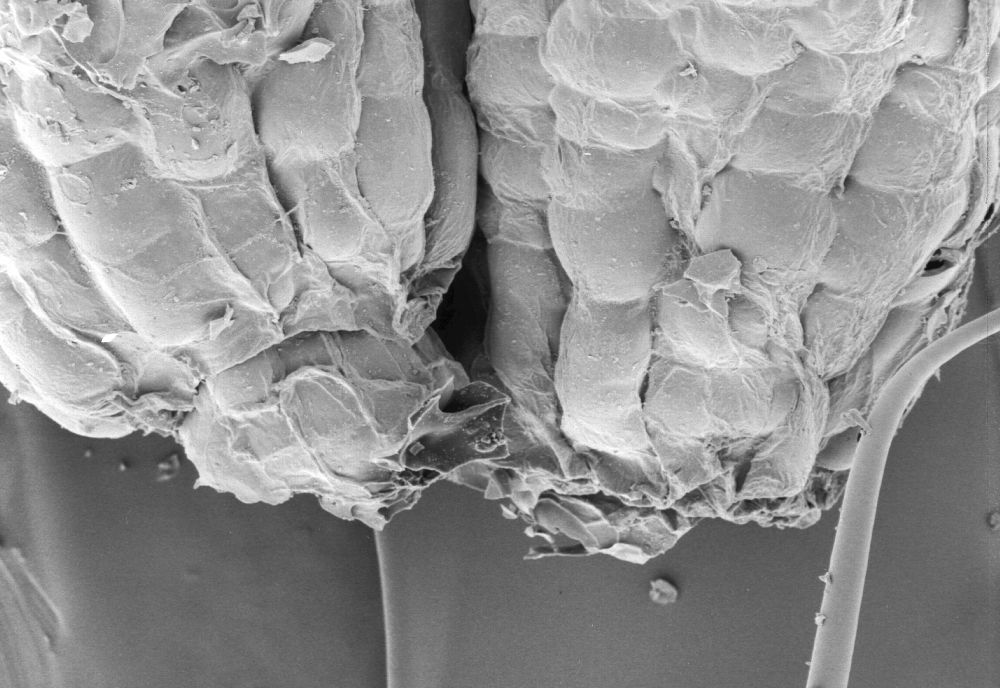 Clusiaceae Paleoclusia chevalieri