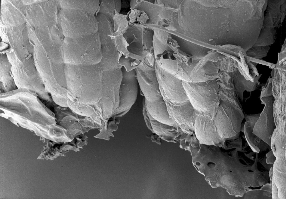 Clusiaceae Paleoclusia chevalieri