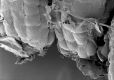 image of Paleoclusia chevalieri