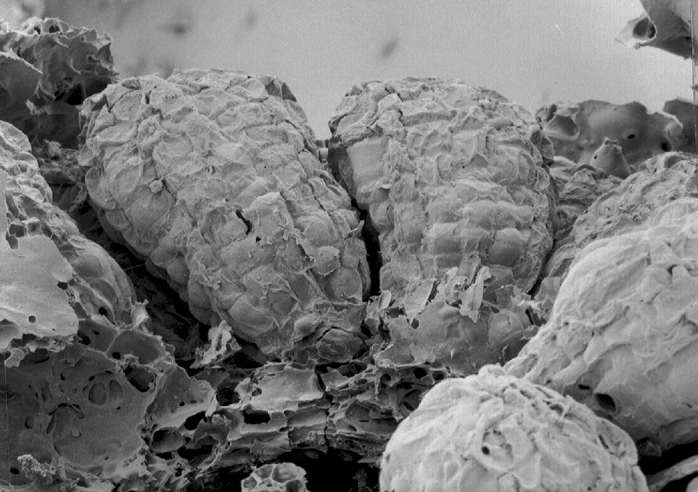 Clusiaceae Paleoclusia chevalieri