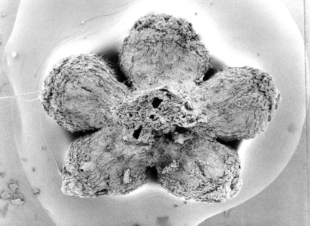 Clusiaceae Paleoclusia chevalieri