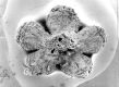 image of Paleoclusia chevalieri