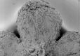 image of Paleoclusia chevalieri